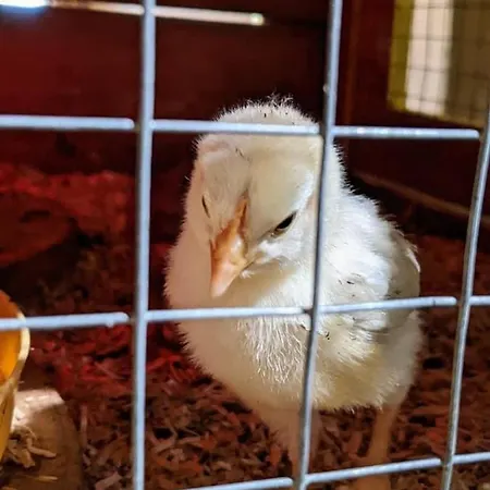 Les Lavandieres * コルマール